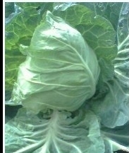 湖北嘉鱼牛心甘蓝看图说话