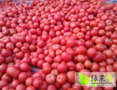 山东费县金鹏西红柿大量供应至6月