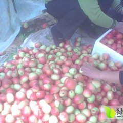 预售山东冠县中油5号 9号油桃 4号黄油桃