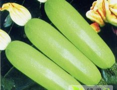 山东莘县欧曼西葫芦