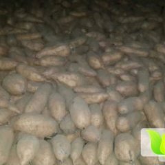 河北元氏烟薯14：苏阳乡李进现