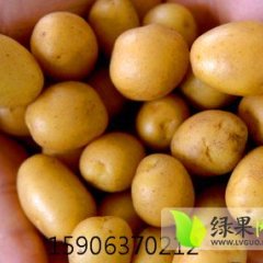 山东小土豆供应商
