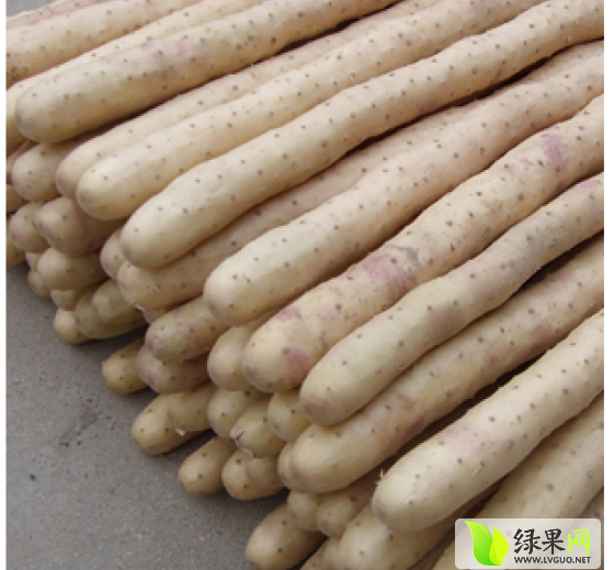 2014年河北安平小白嘴白山药价格