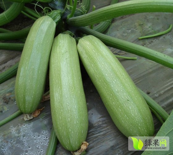 2014年山东博兴佳美西葫芦价格