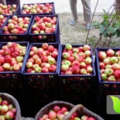 陕西大荔大鹏金太阳杏即将上市