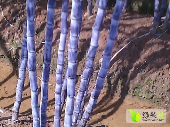 2014年广东英德黑皮果蔗价格