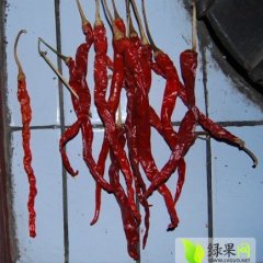 甘肃肃州美国铁板椒：三墩耿先生