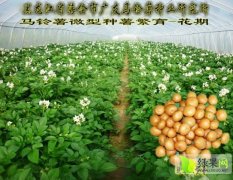 黑龙江海伦早中晚各品种土豆，有意者联系