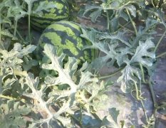 缅甸掸邦第四特区现有600亩西瓜大量出售