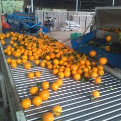 湖南江永夏橙：粗石江何泽明