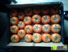 福建晋江以色列西红柿新鲜上市