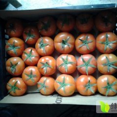 福建晋江以色列西红柿新鲜上市