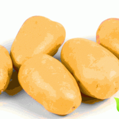 山东滕州荷兰七号土豆现出现滞销价格下滑