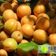 陕西大荔金太阳杏价格金太阳杏批