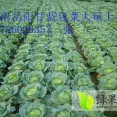 湖南甘蓝大量上市，包地600-800元/亩