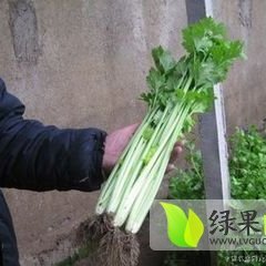 山东东昌府常年供应香芹 量大品质佳