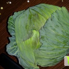 河南新野东升甘蓝产地直接批发