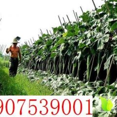 海南儋州黑皮冬瓜生产种植基地