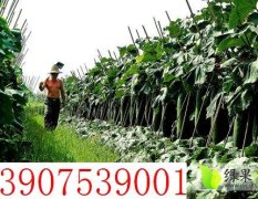 海南儋州黑皮冬瓜生产种植基地