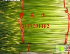 湖北钟祥蒜苔3月底上市，日产5---15吨