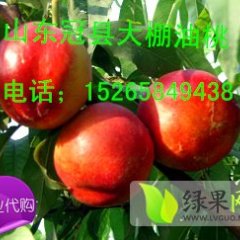 山东冠县中油5号：兰沃乡冯先生