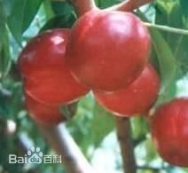 河北乐亭毛桃、油桃从三月中旬陆