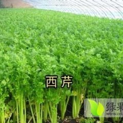 河南扶沟美国无公害芹菜 美国西芹