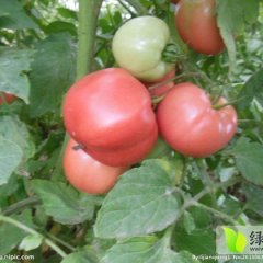 甘肃凉州硬粉：羊下坝许国福