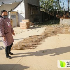 河南温县铁棍山药格呈上涨趋势