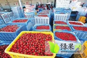 海南京丹1号：光坡镇吴亚伟