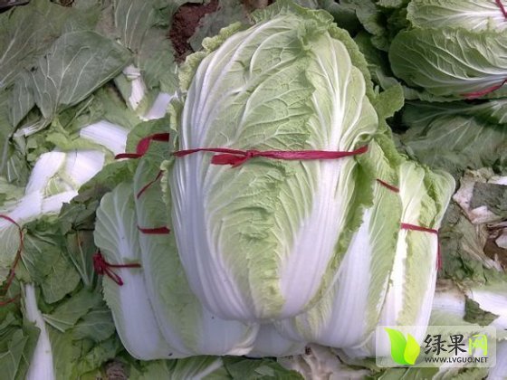 2014年山东青州菊锦价格