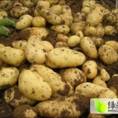 内蒙古牙克石荷兰806：大雁姜振华