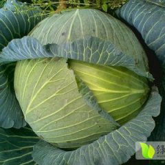 湖北嘉鱼扁平包菜价格稳定 量大质优