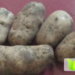 内蒙古牙克石荷兰十五，荷兰七。