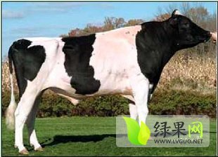 2014年山西忻府荷斯坦奶牛价格