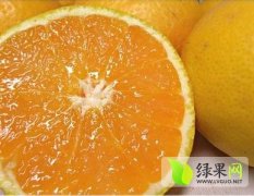 四川蒲江青见（柑橘）：西来镇尹女士
