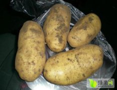 黑龙江北方地区鲜土豆上市时间未到