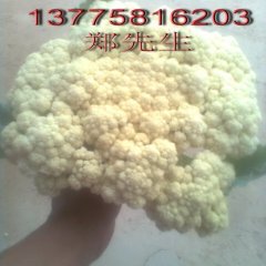 江苏沛县青梗白面菜花 河口镇