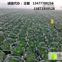 湖北潘家湾平包量大质优，价格低