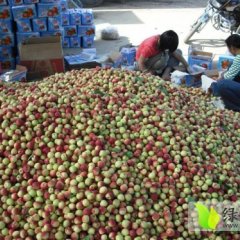 山西万荣金太阳,胭脂红杏子 5月