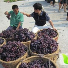 山西万荣巨峰,红提葡萄7月上市