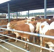 山西忻府合作社供应肉牛，品种全