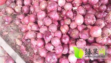 四川邛崃红皮洋葱：固驿镇张庆的