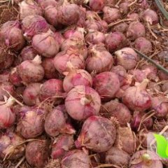 四川西昌红皮洋葱今日掉价
