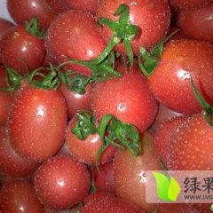 山东莘县圣女果06357557521