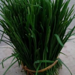 山东肥城平韭6号韭菜 最低价格0.8元