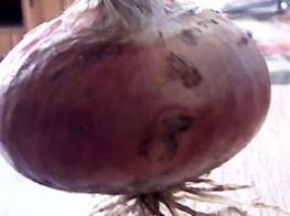 山东单县红皮洋葱生产基地