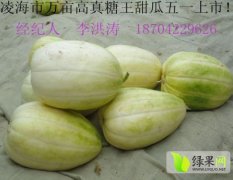 2014年辽宁省凌海市香瓜五一大量