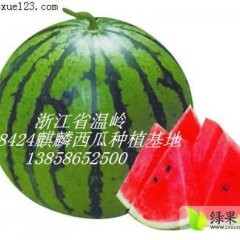 浙江温岭8424西瓜开始大量供应