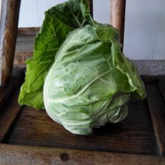 咸宁市潘家湾田明：争春甘蓝